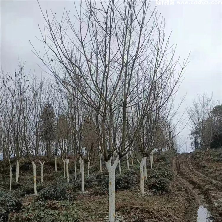 日本晚樱和山樱花有什么不同? 日本晚樱和山樱花有什么不同?