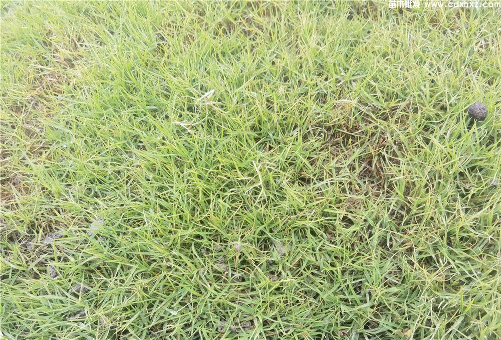 草籽几月播种好？什么时候播种更好？