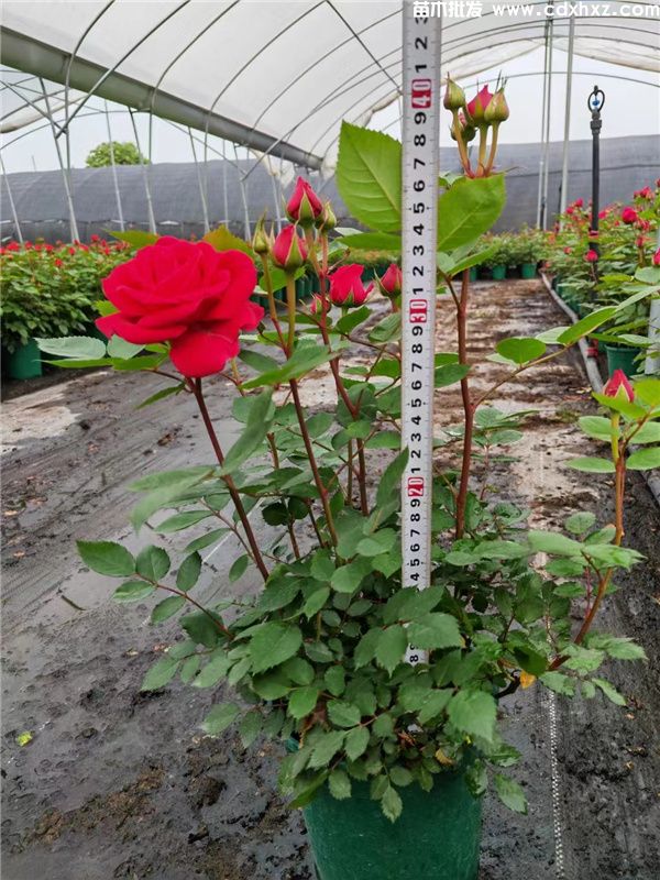 批发玫瑰/欧月去哪里?双色杯一加仑杯 批发玫瑰/欧月去哪里?双色杯一加仑杯