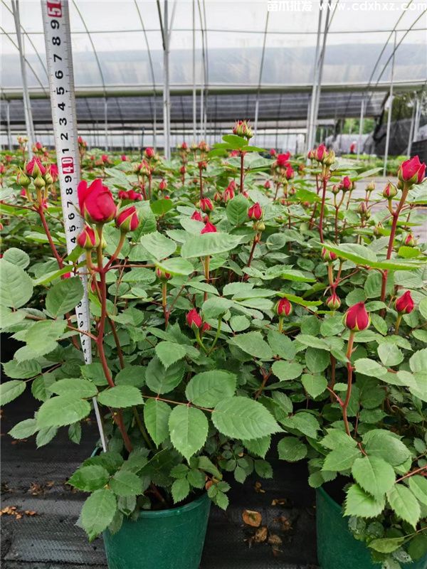 批发玫瑰/欧月去哪里?双色杯一加仑杯 批发玫瑰/欧月去哪里?双色杯一加仑杯