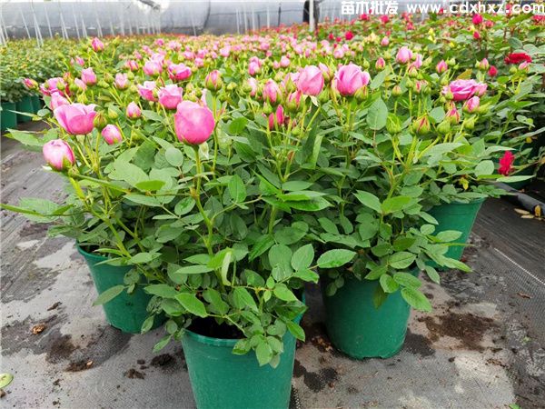 批发玫瑰/欧月去哪里?双色杯一加仑杯 批发玫瑰/欧月去哪里?双色杯一加仑杯