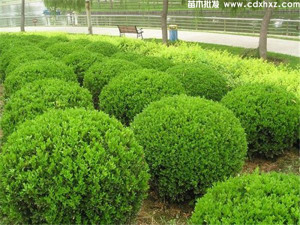 哪里有瓜子黄杨球出售？