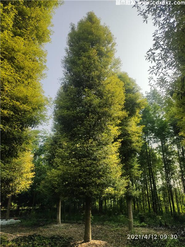 重庆有种植桢楠的基地吗？