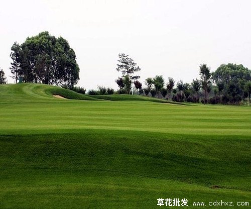 百慕大草坪图片基地实拍图