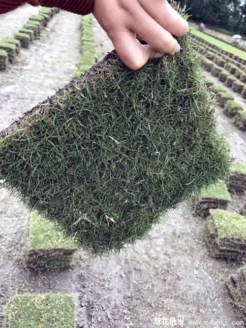 百慕大草坪图片基地实拍图