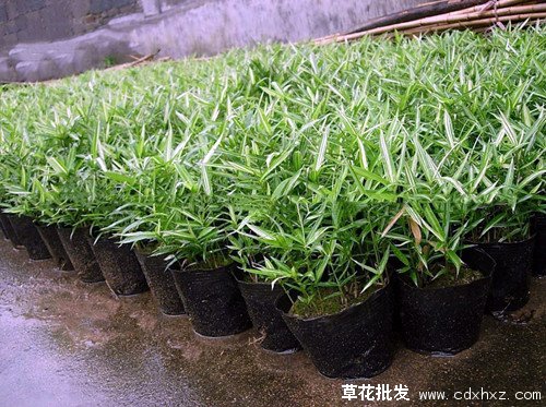 菲白竹图片基地实拍图