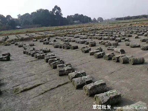 果岭草图片基地实拍图