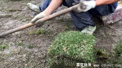 果岭草图片基地实拍图