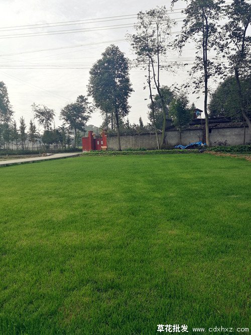 果岭草图片基地实拍图
