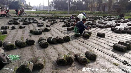 果岭草图片基地实拍图