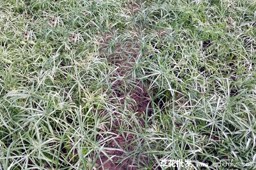 旱伞草图片基地实拍图