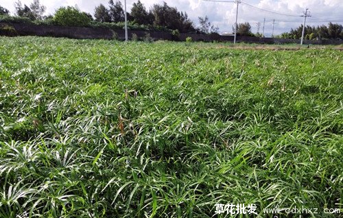 旱伞草图片基地实拍图