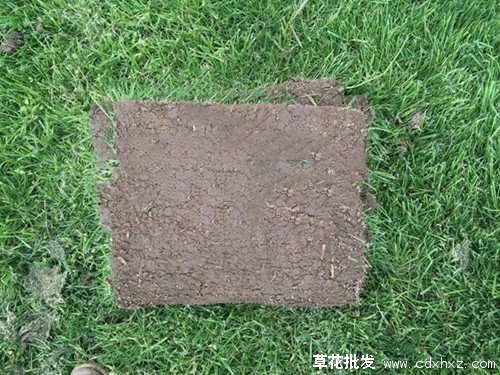 黑麦草图片基地实拍图