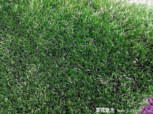 黑麦草图片基地实拍图