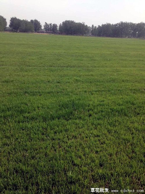 黑麦草图片基地实拍图