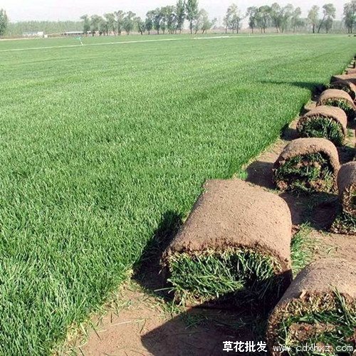 黑麦草图片基地实拍图