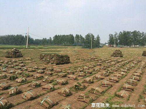 黑麦草图片基地实拍图