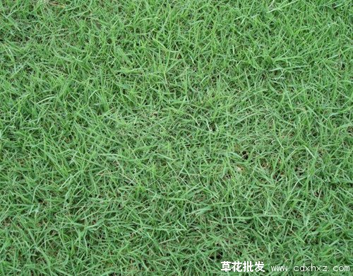 黑麦草图片基地实拍图