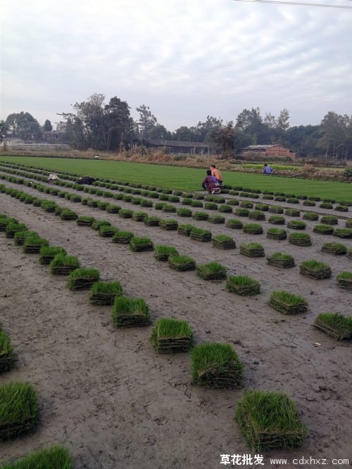 混播草坪图片基地实拍图