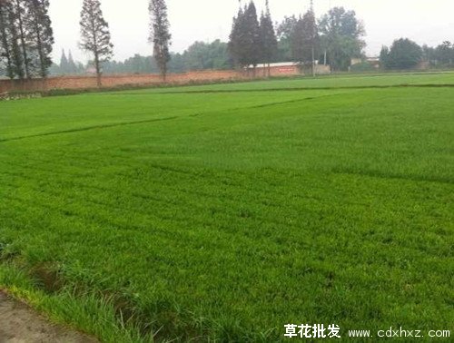 混播草坪图片基地实拍图