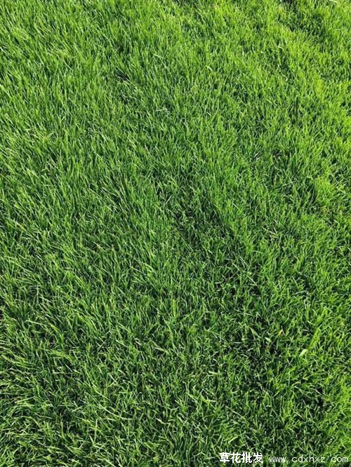 混播草坪图片基地实拍图