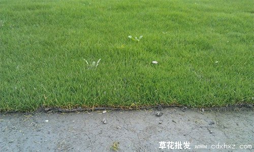 剪股颖图片基地实拍图