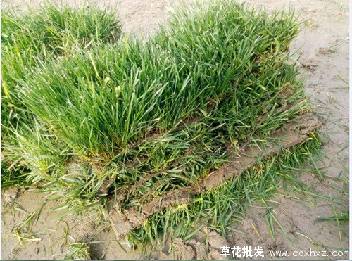 剪股颖图片基地实拍图