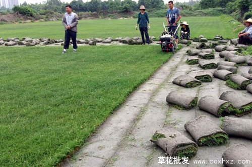 剪股颖图片基地实拍图