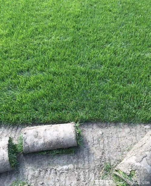 剪股颖图片基地实拍图