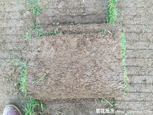 剪股颖图片基地实拍图