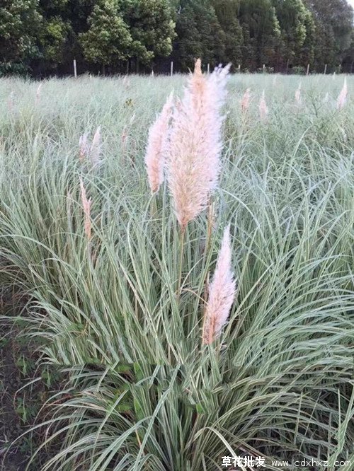 蒲苇图片基地实拍图
