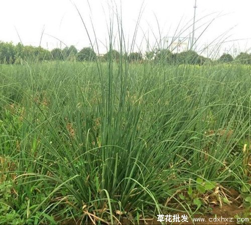 蒲苇图片基地实拍图