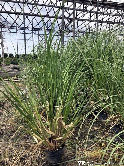 蒲苇图片基地实拍图