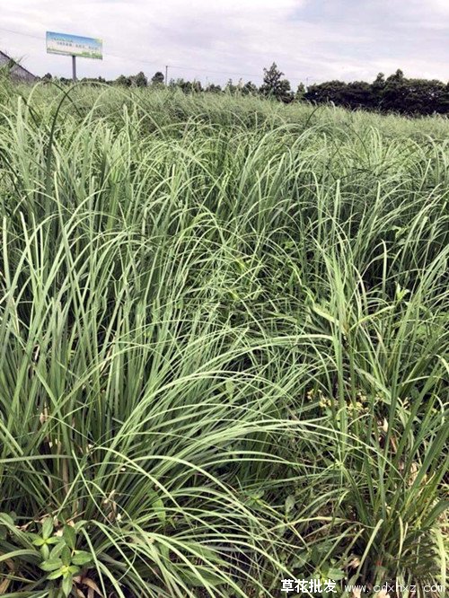 蒲苇图片基地实拍图