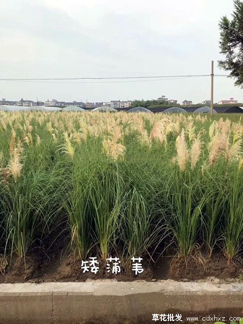 蒲苇图片基地实拍图