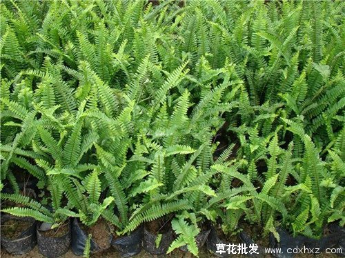 肾蕨图片基地实拍图