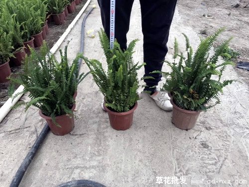 肾蕨图片基地实拍图