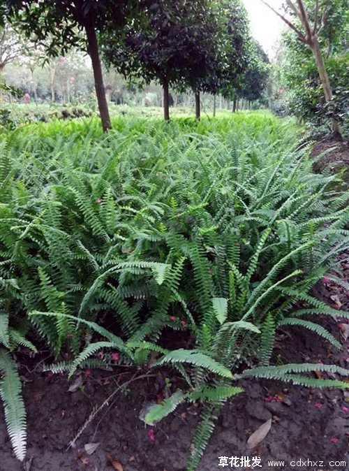肾蕨图片基地实拍图