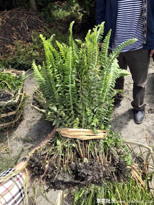 肾蕨图片基地实拍图