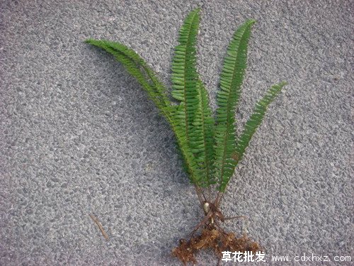 肾蕨图片基地实拍图