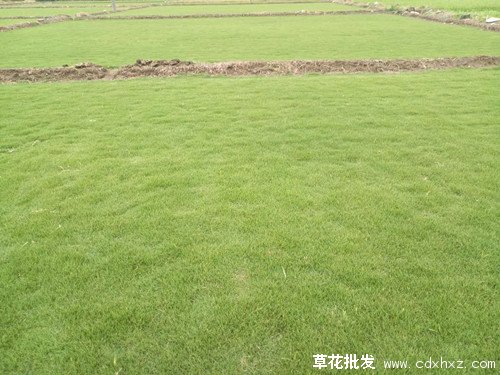 台湾二号草坪图片基地实拍图