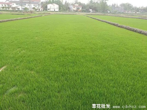 冬季有哪些草花可以种植