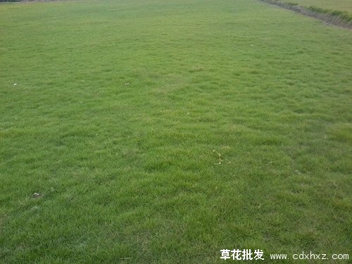 台湾二号草坪图片基地实拍图