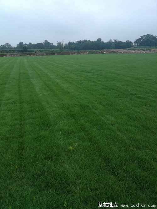 台湾二号草坪图片基地实拍图