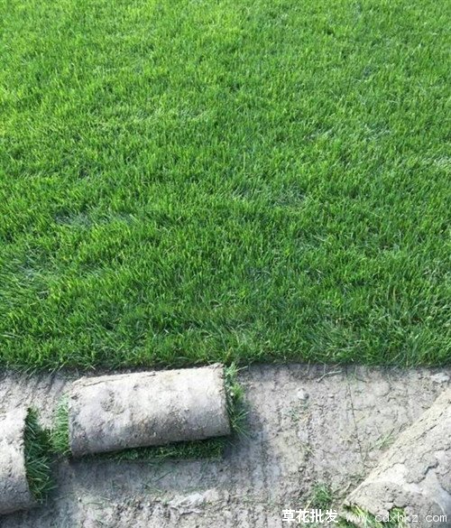 台湾二号草坪图片基地实拍图