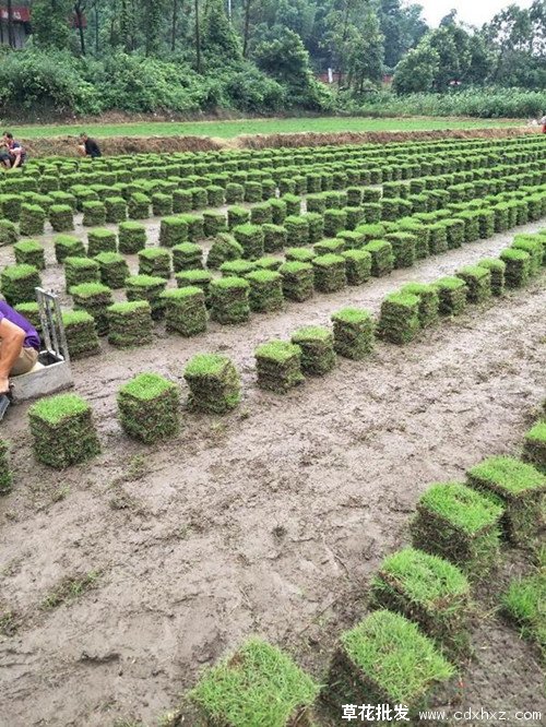 台湾二号草坪图片基地实拍图