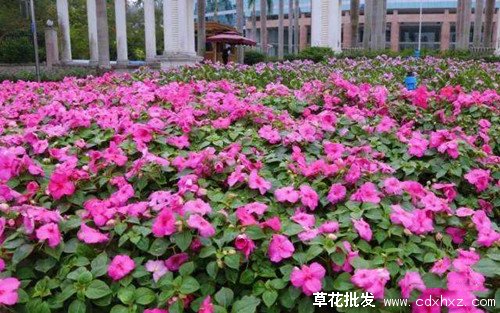 矮牵牛花海打造实景图