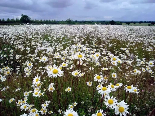 雏菊花海(图3) 雏菊花海实景打造图片