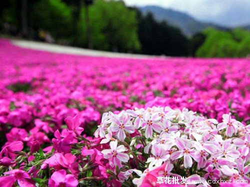 福禄考花海(图1) 福禄考花海案例图片