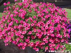 矮牵牛生活习性资料，附矮牵牛的种植技术